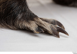 Nutria foot 0017.jpg